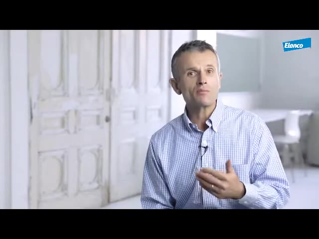 Ортопедичне обстеження кульшового суглоба у собак